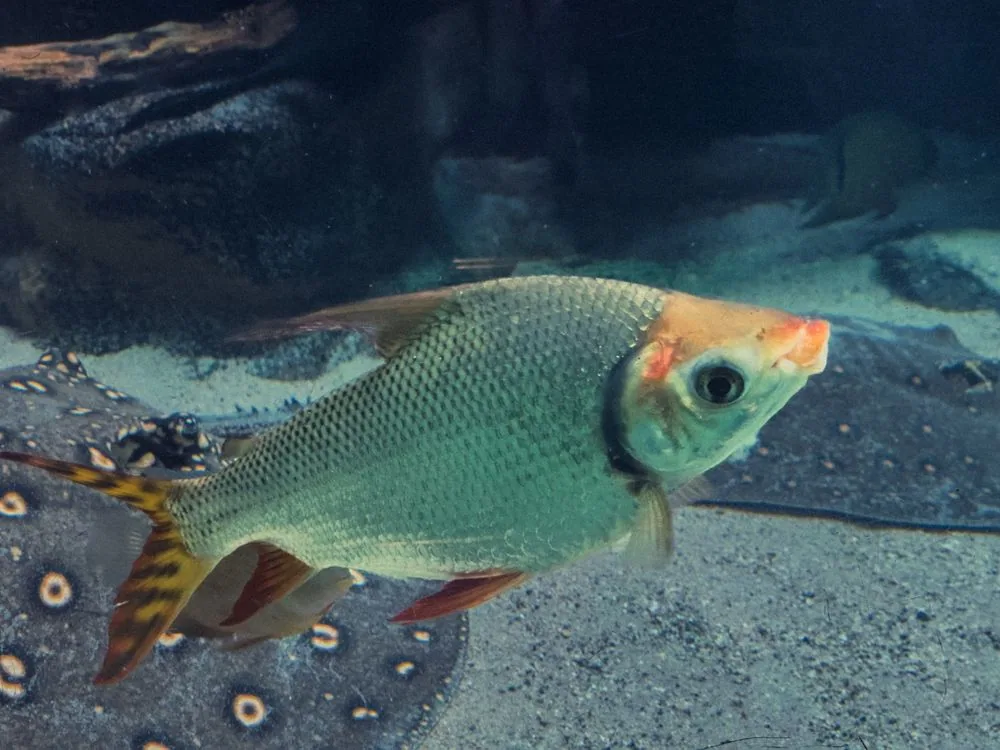 Ornamental fish swimming in an aquarium