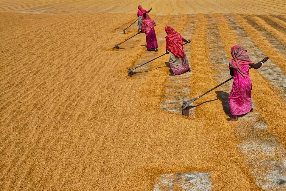 Women tending an agricultural field in West Bengal, India